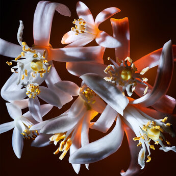 A close-up of delicate white flowers with vibrant yellow stamens, illuminated against a dark background, creating a striking visual contrast.
