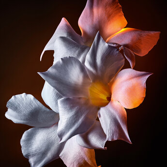 A close-up of delicate, soft white flowers with peach-tinted tips, set against a dark background that enhances their luminous appearance.