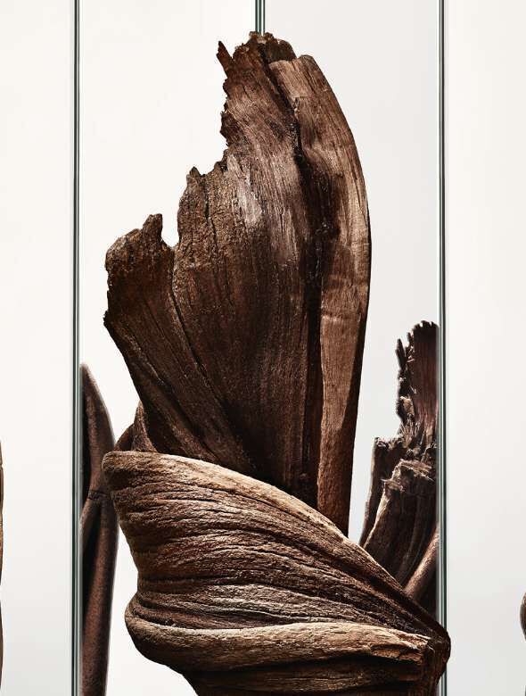 A close-up of a piece of dark, textured wood with smooth curves and jagged edges, displayed against a clean, light background.