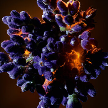 A close-up image of vibrant purple flowers, illuminated from behind, creating a glowing effect that highlights their intricate textures and shapes.