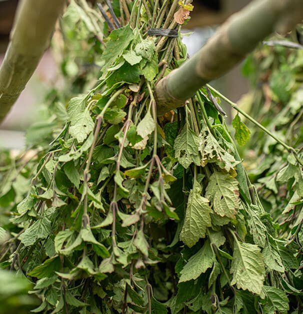 A bundle of fresh green leaves tied together and suspended from a bamboo structure.