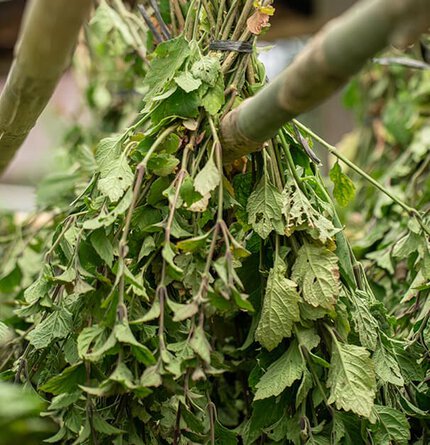 A bundle of fresh green leaves tied together and suspended from a bamboo structure.