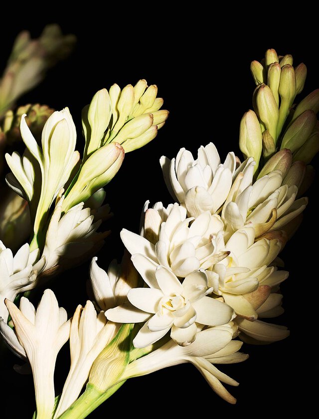 A close-up of delicate white flowers against a dark background, showcasing their soft petals and budding blooms.