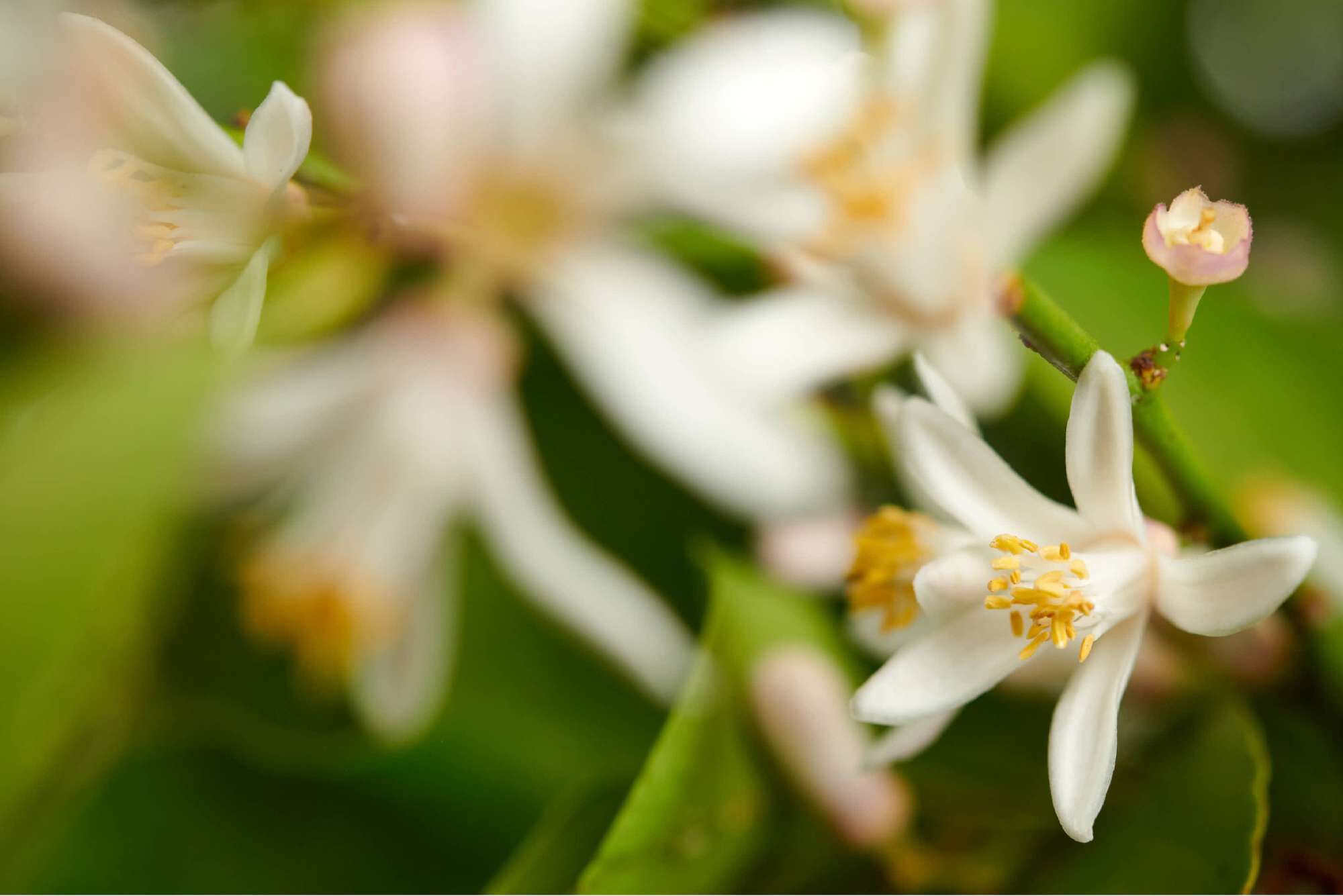 Fiori bianchi con petali delicati e stami gialli, circondati da foglie verdi sfocate.