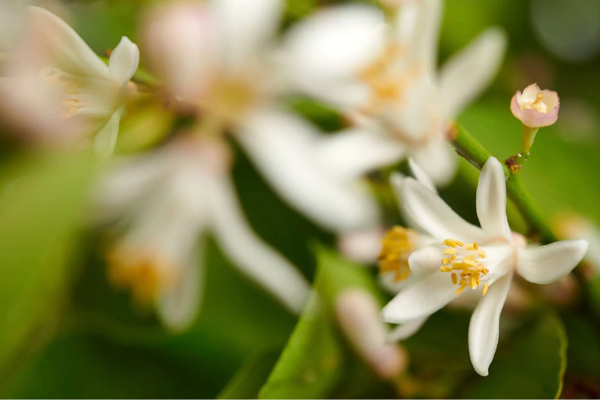 Fiori bianchi con petali delicati e stami gialli, circondati da foglie verdi sfocate.