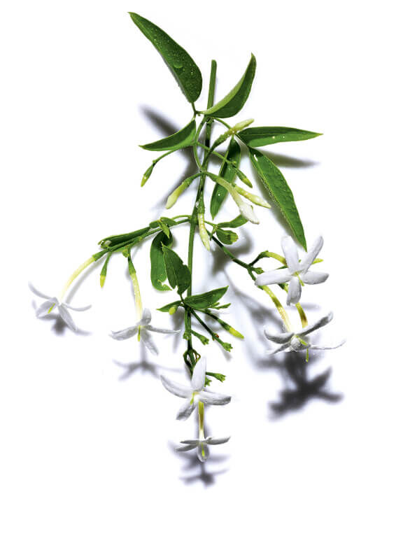 A delicate branch of white jasmine flowers with green leaves, displayed against a plain white background, showing drops of water on the leaves.