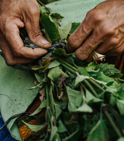 Hands skillfully preparing a bundle of fresh herbs, surrounded by green leaves and textured fabric.