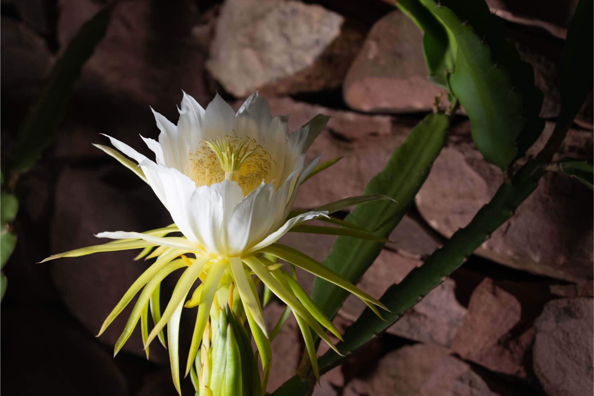 Fiore di cactus bianco con petali aperti e stami gialli, posizionato su uno sfondo di pietre.