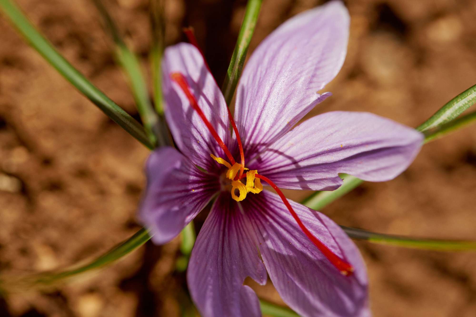 Un fiore di zafferano con petali viola e stami gialli e rossi, visto dall'alto.