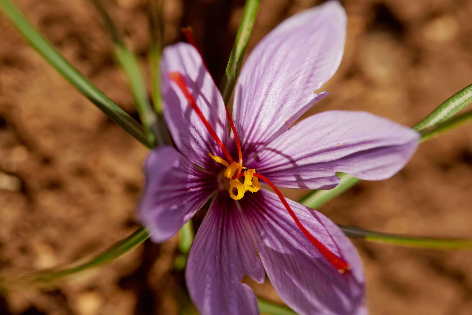 Un fiore di zafferano con petali viola e stami gialli e rossi, visto dall'alto.