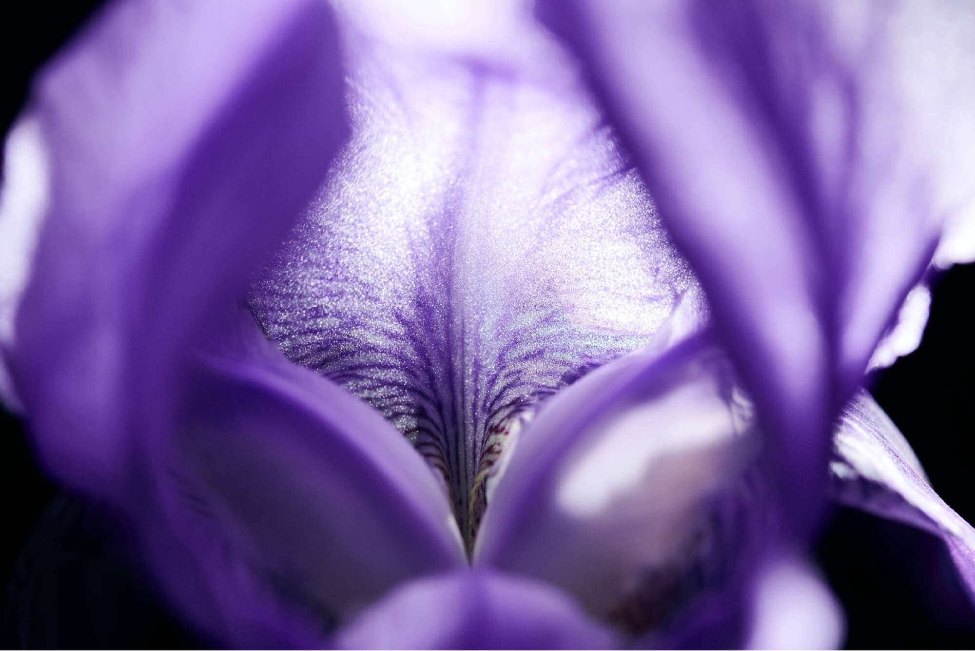 Un primo piano di un fiore di iris viola con petali morbidi e dettagli intricati.