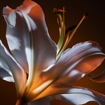 A close-up of a white lily flower, illuminated with warm lighting that highlights its delicate petals and stamen. The background is a gradient of soft oranges and browns, enhancing the flower's elegant curves.