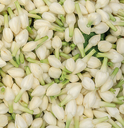 A close-up of a pile of small, delicate white blossoms with green stems, resembling buds, scattered on a surface.