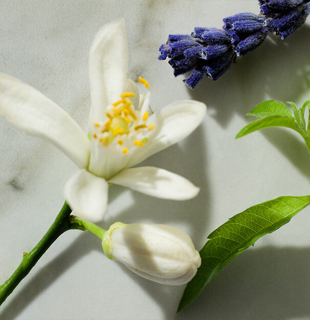 A close-up of a white flower with yellow stamen, a closed flower bud, and a sprig of lavender on a light marble surface.
