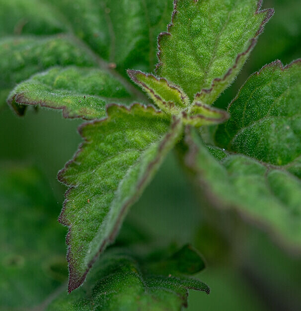 Close-up of a green leaf with textured edges and a slight sheen, showcasing its intricate vein patterns and rich color variations.
