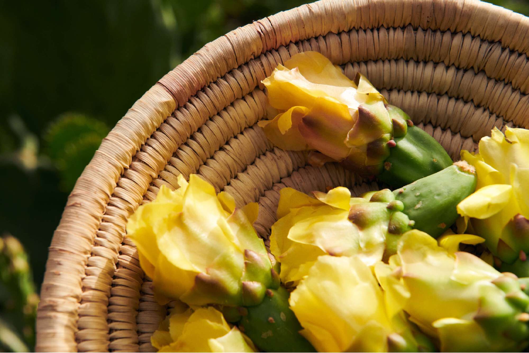 Un cesto di vimini contenente fiori gialli di fico d'India.