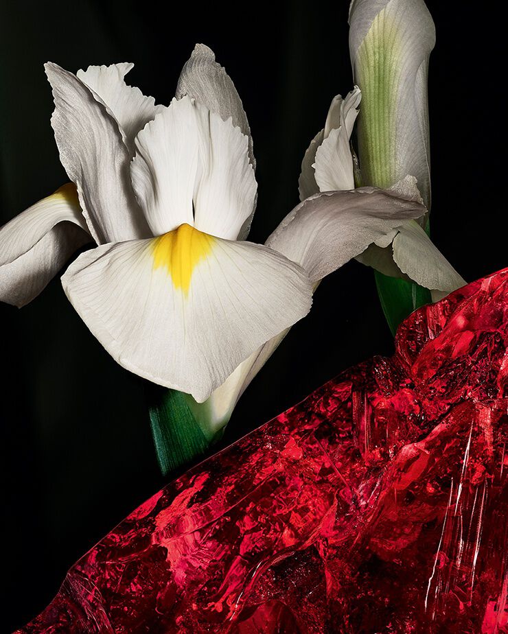 Nobili fiori di Iris pallida e cristallo di
ambra rossa, che rappresentano l’incisiva
dualità di CŒUR Eau de Parfum by
YSL.
