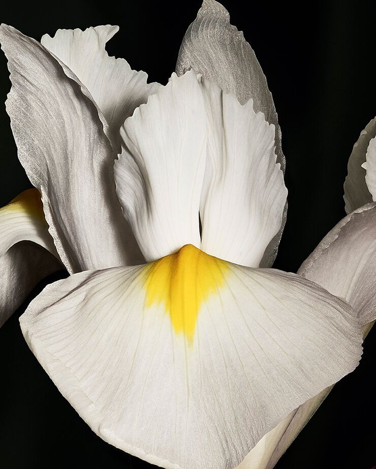 Nobile fiore di Iris pallida, che rappresenta
la freschezza incisiva e l’eleganza cipriata
di CŒUR Eau de Parfum by
YSL.