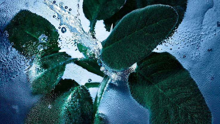 Foglie di salvia fresca con acqua e ghiaccio, che rappresentano le note aromatiche e fresche di YSL Y Eau de Toilette Intense Iced Cologne.