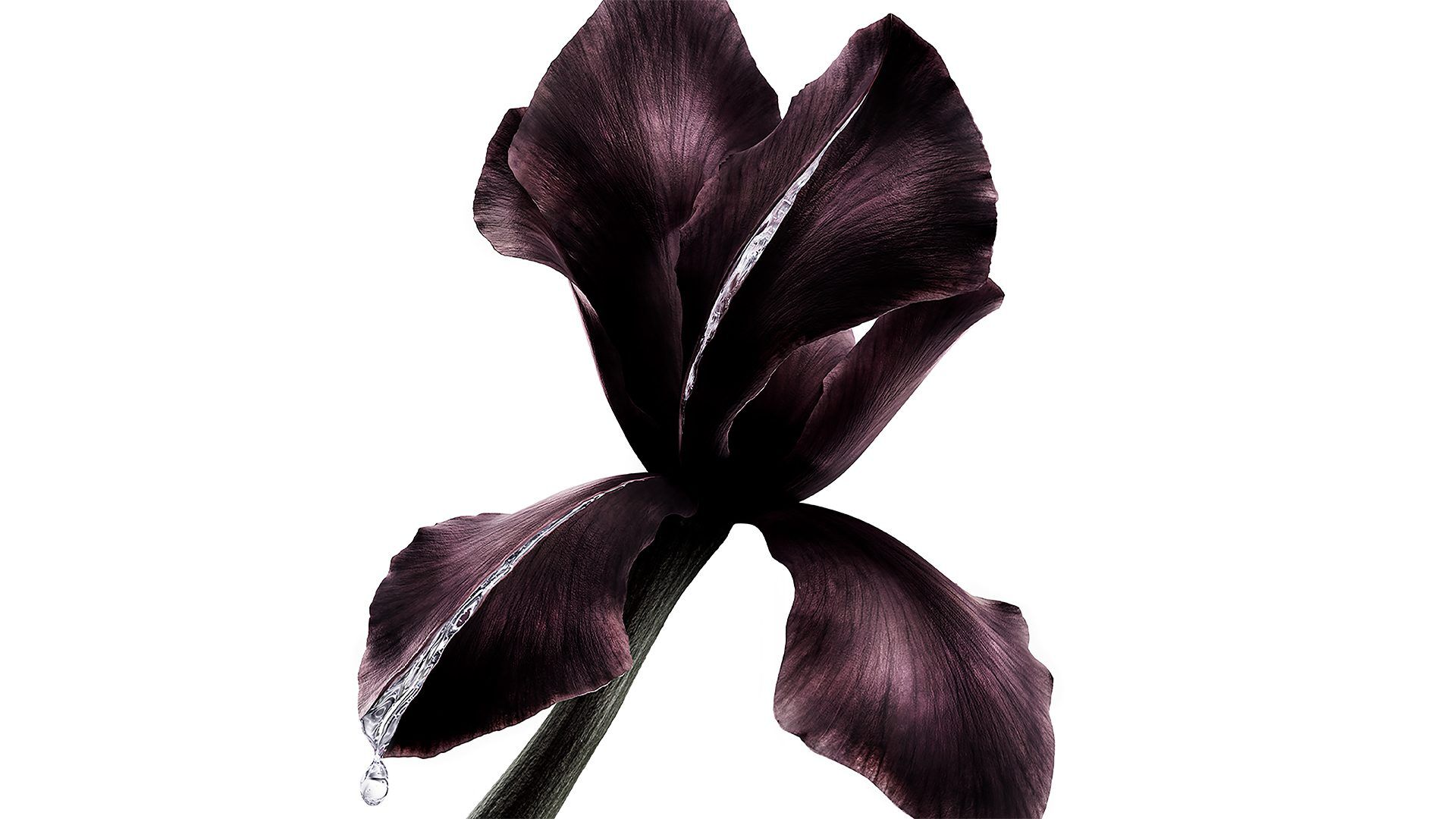 Fiore di iris viola scuro, ingrediente chiave nei Pure Shots YSL Beauté, con una goccia scintillante di liquido.