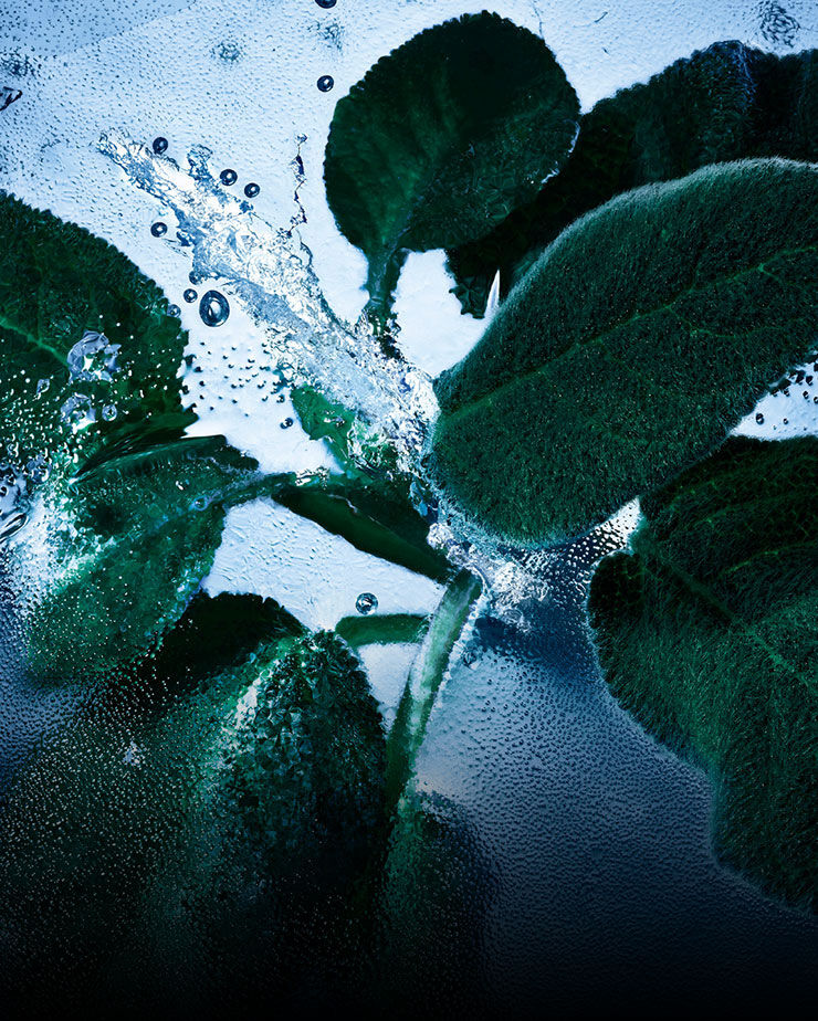 Foglie di salvia fresca con acqua e ghiaccio, che rappresentano le note aromatiche e fresche di YSL Y Eau de Toilette Intense Iced Cologne.