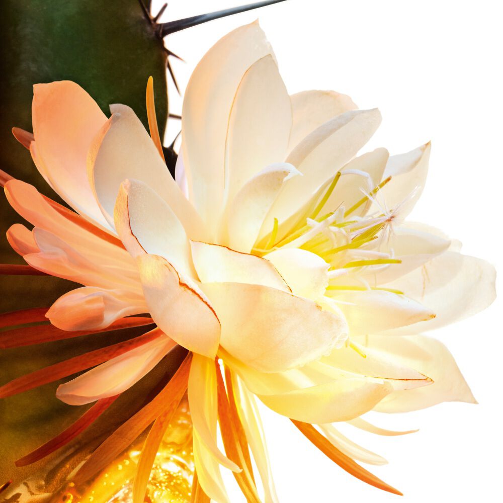 Primo piano di un fiore di cactus