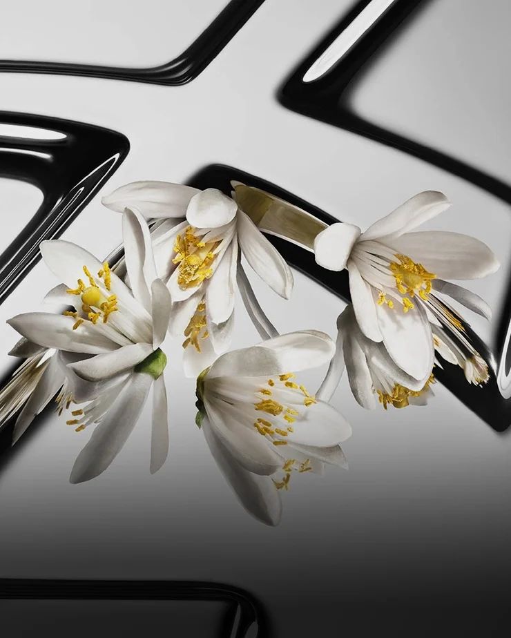 Fiori d’arancio contrastati, con petali bianchi e cuore giallo, su uno sfondo Cassandre YSL riflettente.