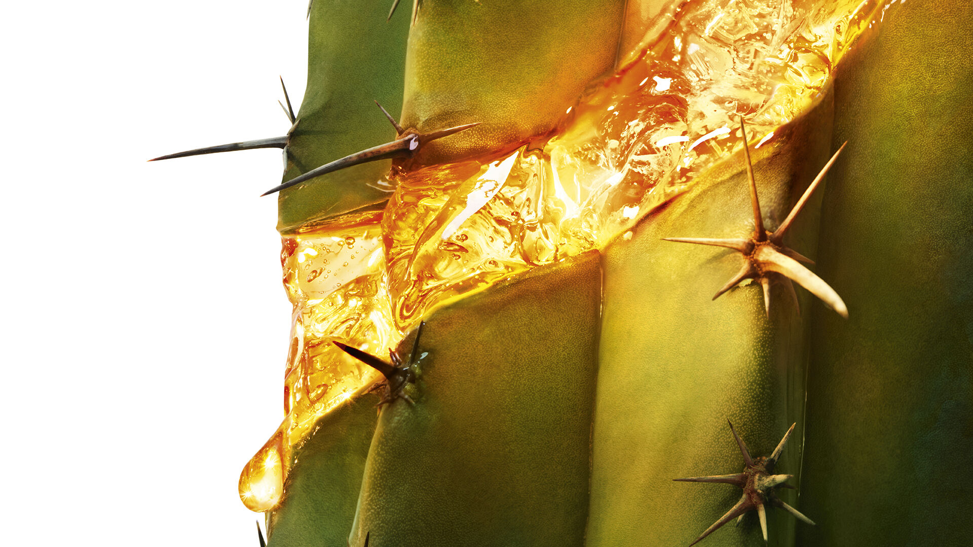 Cactus Moonlight con siero dorato